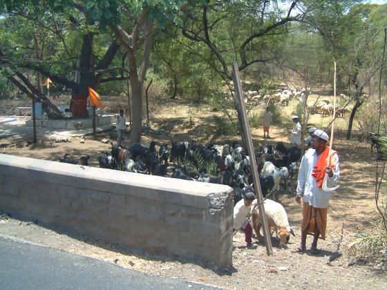 A man and a boy herding goats by the side of a road